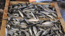 Oceana is installing its own independent desalinated water supply to support its fish canning operations, in readiness for the day when Cape Town municipal supplies run dry